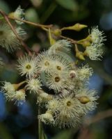 Eucalyptus placita