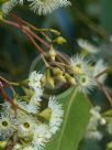 Eucalyptus placita