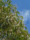 Eucalyptus granitica