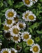 Erigeron glaucus Albus