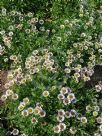 Erigeron glaucus Albus