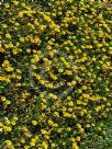 Gazania rigens rigens