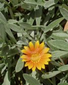 Gazania rigens leucolaena