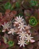 Aeonium decorum