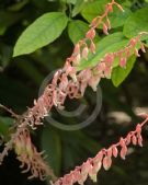 Gasteria acinacifolia