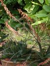 Gasteria acinacifolia