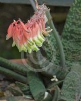 Gasteria brachyphylla