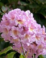 Handroanthus heptaphyllus