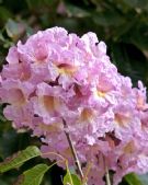 Handroanthus heptaphyllus