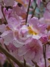 Handroanthus heptaphyllus