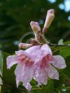 Handroanthus heptaphyllus