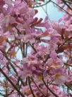 Handroanthus heptaphyllus