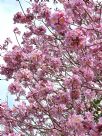 Handroanthus heptaphyllus