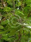 Vachellia sphaerocephala