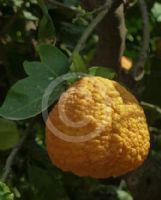 Citrus taitensis