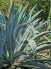 Agave vera-cruz