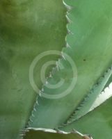 Agave salmiana ferox