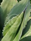 Agave salmiana ferox