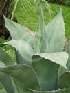 Agave salmiana ferox