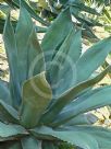 Agave salmiana ferox