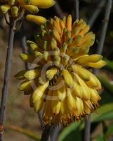 Aloe camperi