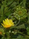 Calendula incana maritima