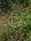 Calendula suffruticosa fulgida