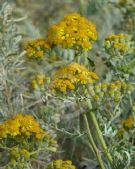 Jacobaea maritima bicolor