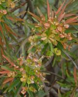 Euphorbia dendroides