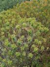 Euphorbia dendroides