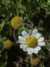 Anthemis maritima