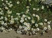 Anthemis maritima