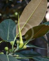 Ficus macrophylla columnaris