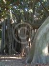 Ficus macrophylla columnaris