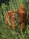 Banksia ericifolia macrantha