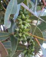 Eucalyptus decipiens
