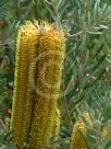 Banksia spinulosa neoanglica