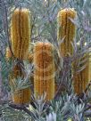 Banksia spinulosa neoanglica