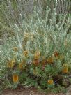 Banksia spinulosa neoanglica