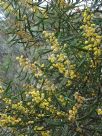 Acacia gladiiformis