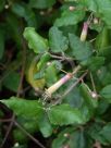 Correa lawrenceana cordifolia