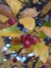 Crataegus smithiana