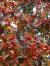 Crataegus smithiana