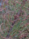 Allocasuarina portuensis