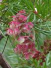 Grevillea rosmarinifolia Rosy Posy