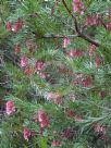 Grevillea rosmarinifolia Rosy Posy