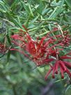 Grevillea Waverley Ghost