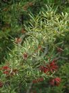 Grevillea Waverley Ghost