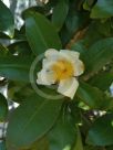 Gordonia yunnanensis