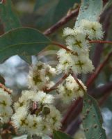 Eucalyptus ebbanoensis